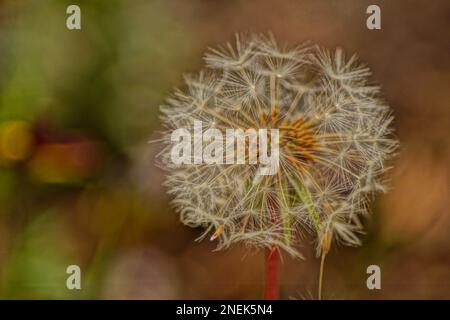 Löwenkerne stehen im Garten Stockfoto