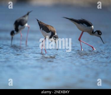 Schwarzhalspfähle (Himantopus mexicanus) waten entlang des Glendale Narrows Teils des Flusses Los Angeles. Stockfoto