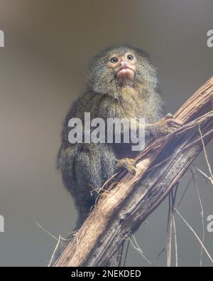 Pygmy Marmoset (Cebuella pygmaea), der kleinste Affe der Welt. Sie sind bekannt als Pocket Monkey, Little Lion und Zwergaffe. Stockfoto