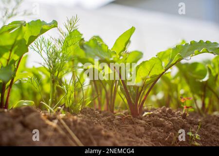 In Erde gepflanzte Salatpflanzen werden unter der Sonne reif. Kultiviertes Land in der Nähe von Sprossen. Landwirtschaftliche Pflanze wächst in Bettreihe. Grüne natürliche Nahrungsernte Stockfoto