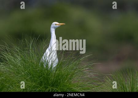 Ein weißer Reiher, der hinter Gras in einem Feuchtgebiet in Uganda, Ostafrika, steht. Stockfoto