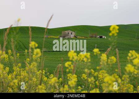 Frühling in der Landschaft von Lower Molise mit dem noch grünen Weizen, einem alten Bauernhaus, dem blauen Himmel und dem Gelb der Wildblumen Stockfoto