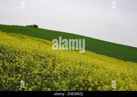 Frühling in der Landschaft von Lower Molise mit dem noch grünen Weizen, einem alten Bauernhaus, dem blauen Himmel und dem Gelb der Wildblumen Stockfoto