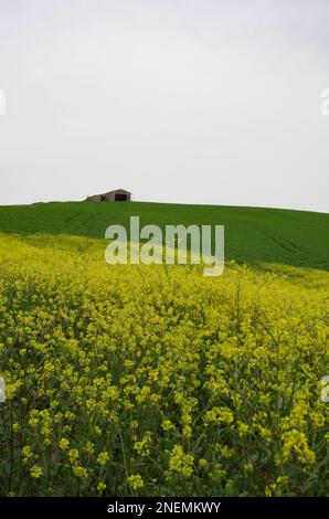 Frühling in der Landschaft von Lower Molise mit dem noch grünen Weizen, einem alten Bauernhaus, dem blauen Himmel und dem Gelb der Wildblumen Stockfoto