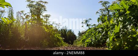 Giftiges Kraut. Wildblumen an einem sonnigen Tag entlang einer ländlichen Straße. Schöne natürliche ländliche Landschaft Stockfoto