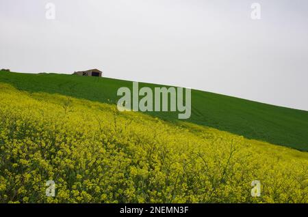 Frühling in der Landschaft von Lower Molise mit dem noch grünen Weizen, einem alten Bauernhaus, dem blauen Himmel und dem Gelb der Wildblumen Stockfoto