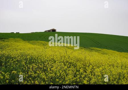 Frühling in der Landschaft von Lower Molise mit dem noch grünen Weizen, einem alten Bauernhaus, dem blauen Himmel und dem Gelb der Wildblumen Stockfoto