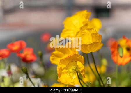 Bunte isländische Mohnblumen. Papaver Nudicaule. Die großen, schalenförmigen Blüten haben eine Textur wie Krepppapier. Stockfoto