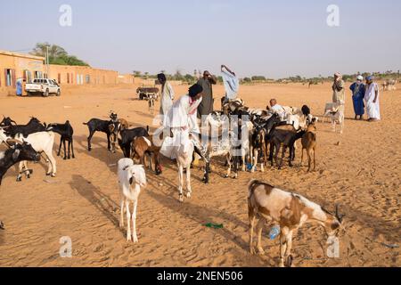 Mauretanien, Tidjikja, Ziegenmarkt Stockfoto