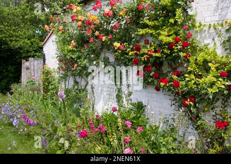 englischer Cottage-Garten und Wand Stockfoto