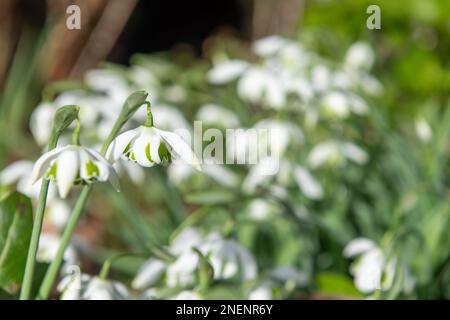 Nahaufnahme von galanthus Ophelia Schneeglöckchen in Blüte Stockfoto