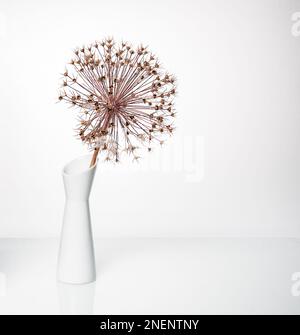 Minimalismus, eine trockene Blume einer riesigen Zwiebel in einer weißen Vase spiegelt sich in einem weißen Spiegeltisch wider Stockfoto