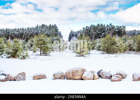 Winterlandschaft. Ein schneebedeckter Kiefernwald vor einem blauen Himmel im Februar mit weißen Wolken und einem Grat großer Steine im Vordergrund Stockfoto