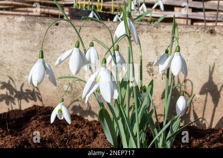 Nahaufnahme des großen Schneefelds (galanthus elwesii) Fliegenfischen Blumen in Blüte Stockfoto