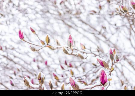 Magnolienrosa Blütenknospen im Winter bedeckt mit weißem Schnee in Nord-Virginia gefroren vom FrühlingsSchneesturm Stockfoto