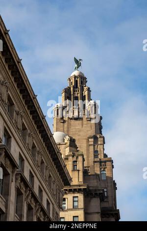 Bertie, der männliche Lebervogel, der die Stadt Liverpool beschützt Stockfoto