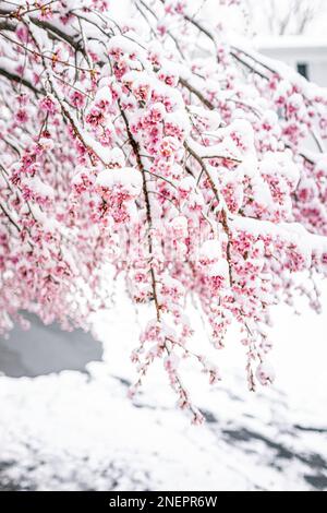 Schneebedeckter, weinender Sakurbaum mit auf einem Ast gefrorenen Kirschblüten und wunderschönen rosafarbenen Blütenblüten von oben Stockfoto