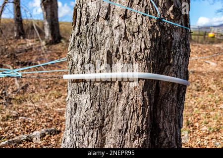 Ahornsirupschlauch auf Ahornbaum, der während des Festivals im Frühling zwischen den Bäumen im Highland County, Virginia, den sap sammelt Stockfoto