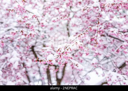 Rosa Sakura Kirschblüten Blütenknospen im Frühling bedeckt mit weißem Schneereif nach Schneefall mit gemustertem Hintergrund Stockfoto