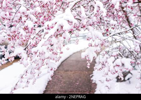 Schneebedeckter, weinender Sakurbaum mit Kirschblüten, gefroren auf einem Zweig im nördlichen Virginia-Bürgersteig nahe Washington DC mit rosa Blütenblüten Stockfoto