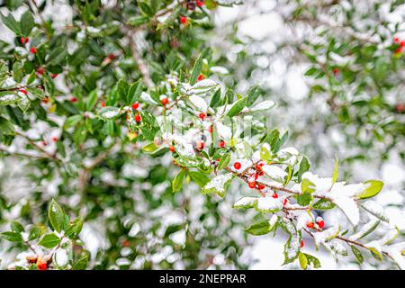 Yaupon Holly oder Ilex vomitoria Aiton rote Beeren und grüne Blätter im Norden von Virginia, USA, bedeckt von winterweißem Schneegenuss Stockfoto