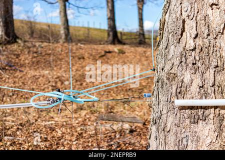 Ahornsirup-Zapfhähne an Ahornbäumen sammeln im Frühling sap mit Rohren zwischen Bäumen im Highland County, Virginia Stockfoto