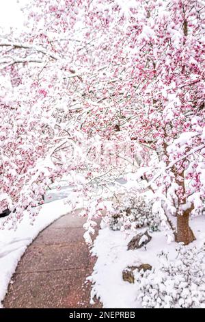 Weißer Schnee auf dem Sakurabaum mit Kirschblüten, gefroren auf einem Ast mit wunderschönen rosa Blütenblüten als Baldachin über dem Bürgersteig in Virginia Stockfoto