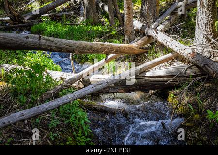 Wanderweg Royal Elk zum Beaver Lake in Beaver Creek bei Avon, Colorado, mit Wasserspeise, kleiner Flussquelle im Sommer mit Sonnenlicht auf heruntergefallenen Baumstämmen Stockfoto