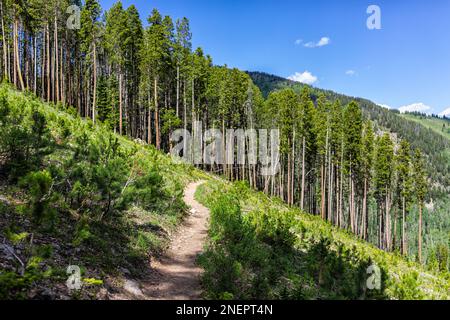 Wanderweg mit niemandem in Royal Elk zum Beaver Lake Wanderweg in Beaver Creek, Avon, Colorado im Sommer zum Fichtenwald Stockfoto