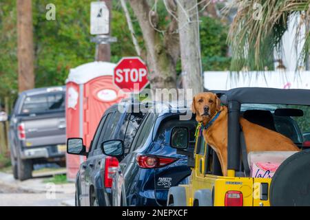 NEW ORLEANS, LA, USA - 15. FEBRUAR 2023: Golden Retriever wartet auf seinen Besitzer auf dem Rücksitz eines geparkten Fahrzeugs im Viertel Uptown Stockfoto
