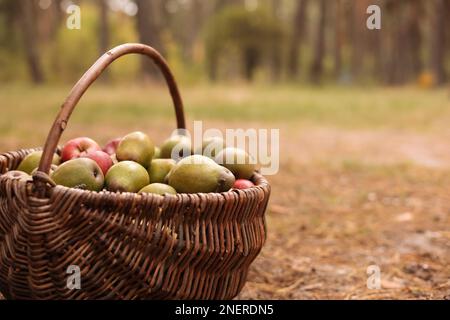 Feiertage an Thanksgiving. Frisch geerntete Birnen und Äpfel in Korb mit Weidenkorb im Naturhintergrund. Herbsternte von frischen Bio-Früchten auf Gras in Stockfoto