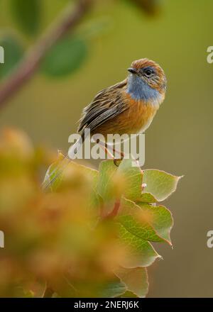 Südlicher EMU-wren - Stipiturus malachurus Braunvogel mit langem Schwanz und blauem Hals bei Maluridae, die in Australien endemisch sind, sind natürliche Lebensräume gemäßigt Stockfoto