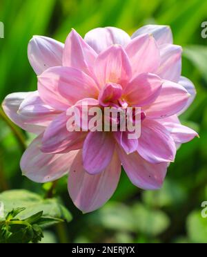 Dahlia „Pearl of Heemstede“ ist eine elegante Waterlily Dahlia mit silberfarbenen, rosa Blumen mit breiten Rochen, England, Großbritannien Stockfoto