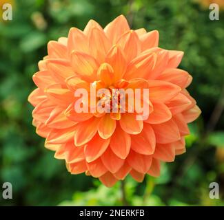 Der Orangenblütenkopf einer Dahlia „Charlie Dimmock“-Fabrik, England, Großbritannien Stockfoto