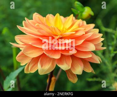 Der Orangenblütenkopf einer Dahlia „Charlie Dimmock“-Fabrik, England, Großbritannien Stockfoto