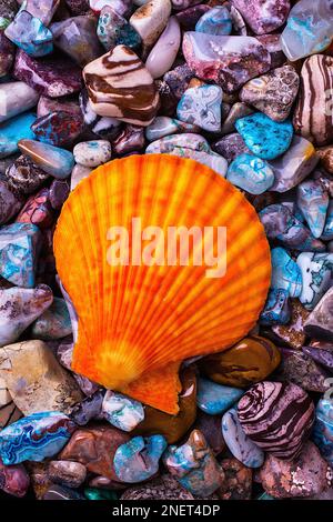 Sea Shells Auf Bunten Felsen Und Steinen Stockfoto