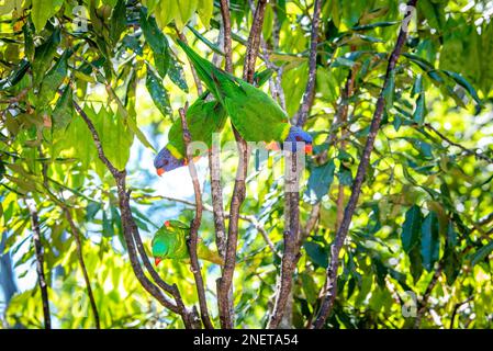 Ein Paar Regenbogen-Lorikeets (Trichoglossus moluccanus) in Queensland, Australien Stockfoto