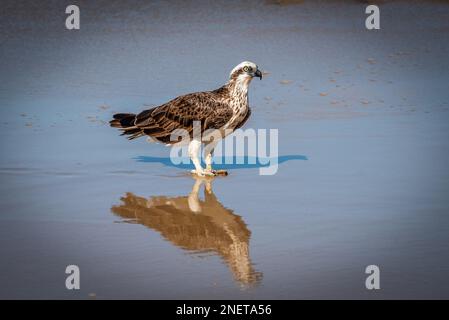 Östliche Fischadler (Pandion Haliaetus cristatus) am Alexandra Headland Beach, Sunshine Coast in Queensland, Australien Stockfoto