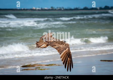 Östliche Fischadler (Pandion Haliaetus cristatus) am Alexandra Headland Beach, Sunshine Coast in Queensland, Australien Stockfoto