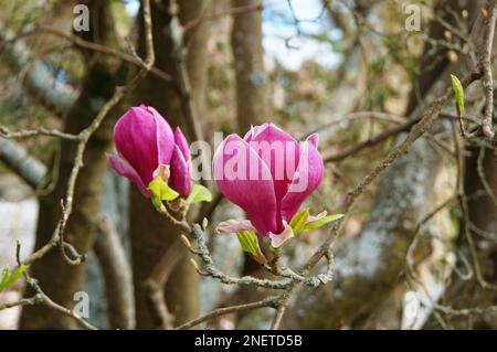 Blühende Rosa Magnolienbäume Christchurch, Neuseeland Stockfoto