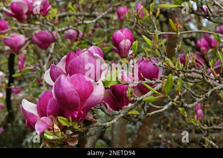 Blühende Rosa Magnolienbäume Christchurch, Neuseeland Stockfoto