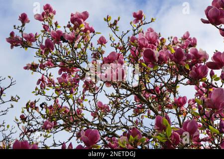 Blühende Rosa Magnolienbäume Christchurch, Neuseeland Stockfoto