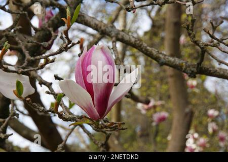 Blühende Rosa Magnolienbäume Christchurch, Neuseeland Stockfoto