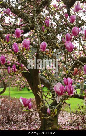 Blühende Rosa Magnolienbäume Christchurch, Neuseeland Stockfoto