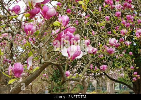 Blühende Rosa Magnolienbäume Christchurch, Neuseeland Stockfoto