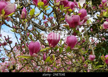 Blühende Rosa Magnolienbäume Christchurch, Neuseeland Stockfoto