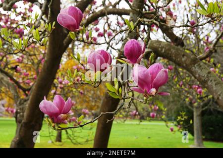 Blühende Rosa Magnolienbäume Christchurch, Neuseeland Stockfoto