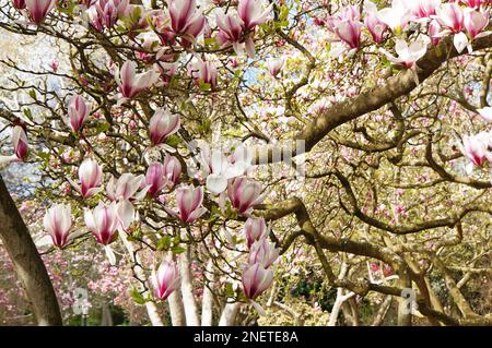 Blühende Rosa Magnolienbäume Christchurch, Neuseeland Stockfoto
