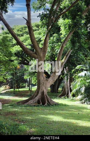 Ein Morton Bay Fig Tree wächst in einem Arboretum, umgeben von anderen Bäumen in den McBryde Gardens auf Kauai, Hawaii, USA Stockfoto