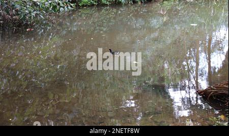 Gallimula galeata sandvicensis, ein hawaiianisches Gallinule, eine vom Aussterben bedrohte Ente, die in einem Bach in den McBryde Gardens auf Kauai, Hawaii, USA schwimmt Stockfoto